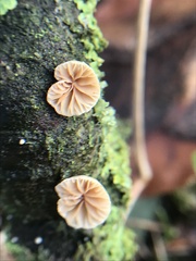 Crepidotus cesatii