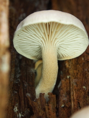 Neolentinus adhaerens