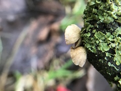 Crepidotus cesatii