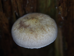 Neolentinus adhaerens