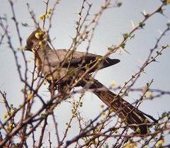 Corythaixoides concolor pallidiceps