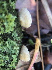 Crepidotus cesatii