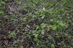 Rubus idaeus