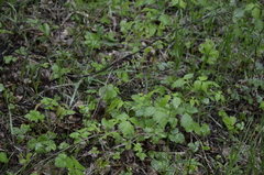 Rubus idaeus