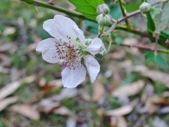 Rubus grabowskii