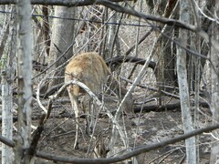 Rusa timorensis