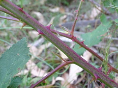 Rubus grabowskii