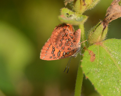 Axiocerses harpax
