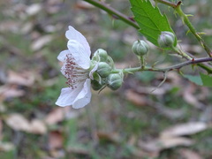 Rubus grabowskii