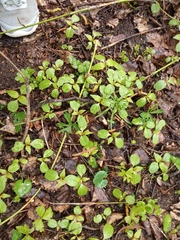 Impatiens parviflora
