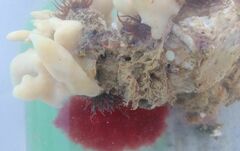 Callithamnion corymbosum