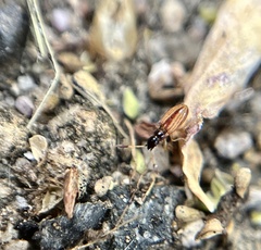 Myodocha serripes