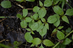 Impatiens parviflora