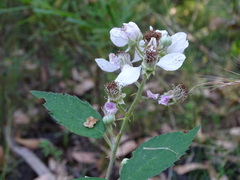 Rubus grabowskii