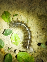 Creatonotos transiens