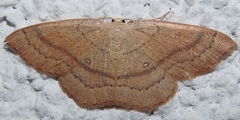 Cyclophora linearia