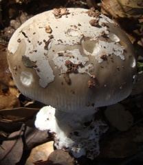 Amanita constricta