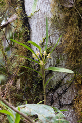 Maxillaria embreei