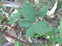 Rubus grabowskii