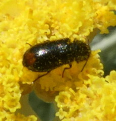 Coleoptera
