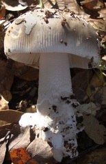 Amanita constricta