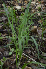 Dactylis glomerata
