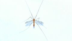 Tipula kiangsuensis