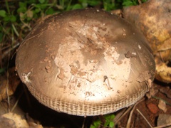 Amanita constricta