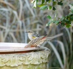 Setophaga coronata