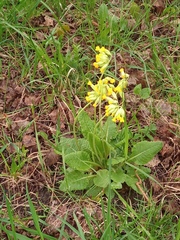 Primula veris