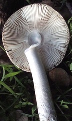 Amanita constricta
