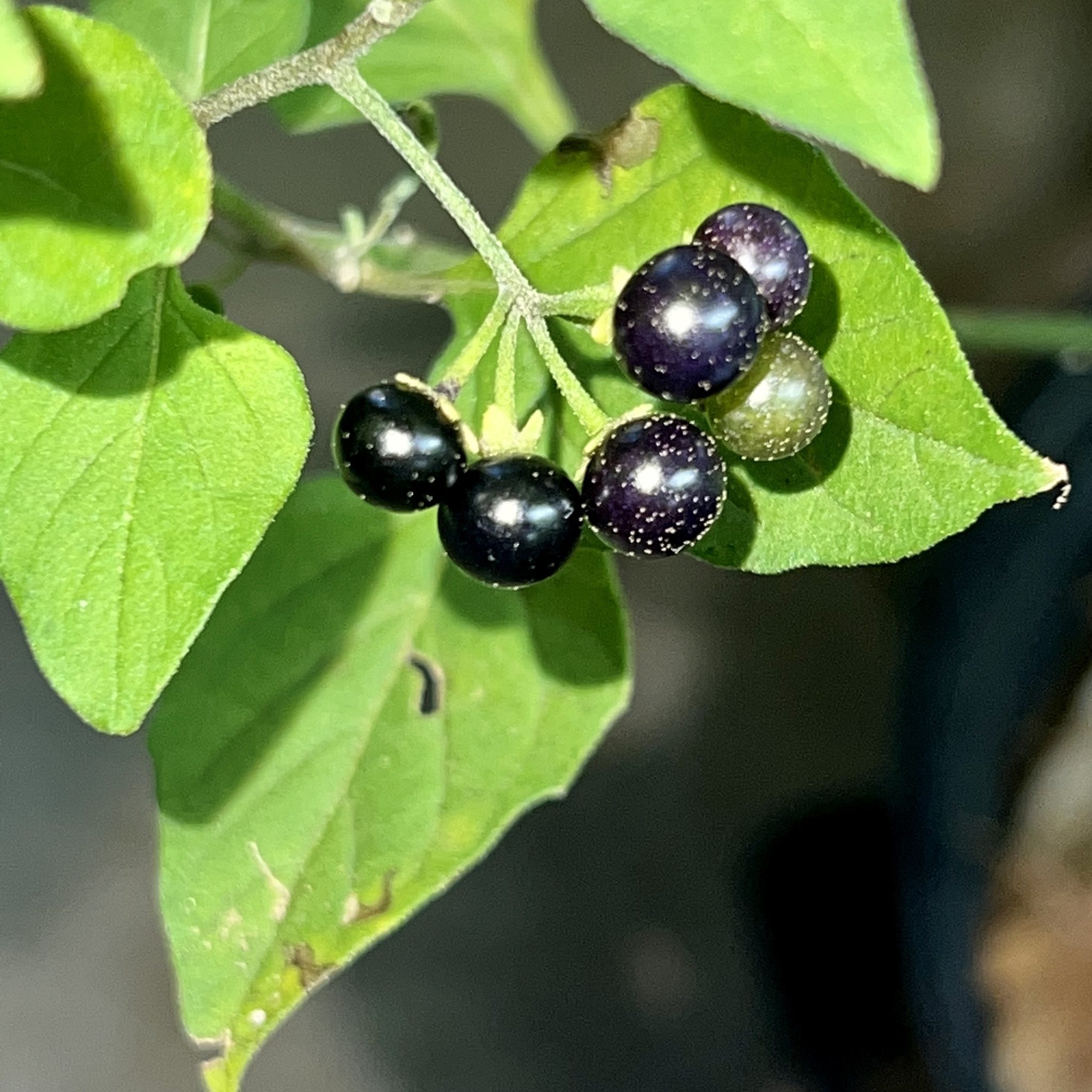 Solanum americanum Mill.