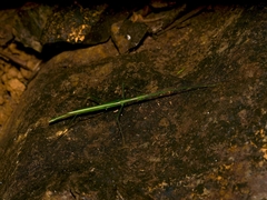 Sipyloidea acutipennis