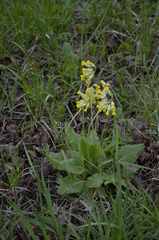Primula veris