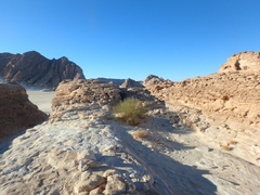 Retama raetam