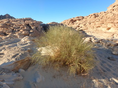 Retama raetam