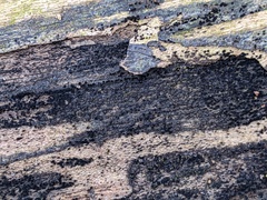 Berkleasmium concinnum