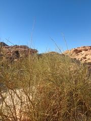 Retama raetam