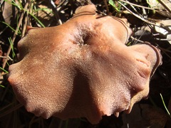 Laccaria amethysteo-occidentalis