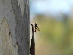 Echthromorpha intricatoria