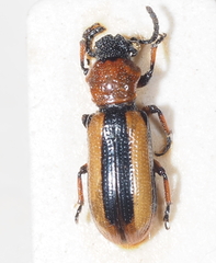 Sigrisma cylindrica