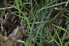 Carex pilosa