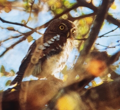 Glaucidium capense