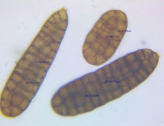 Berkleasmium concinnum