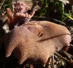Laccaria amethysteo-occidentalis