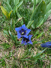 Gentiana acaulis