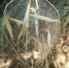 Pisaura