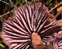 Laccaria amethysteo-occidentalis