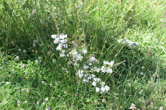 Escallonia virgata