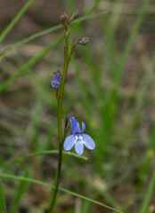 Lobelia flaccida flaccida